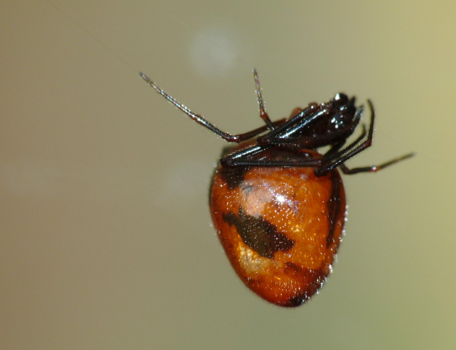 Cercate l''Argyrodes